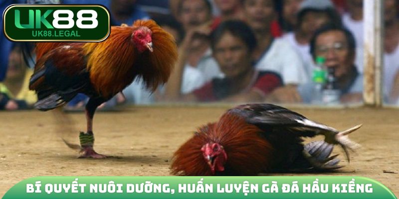 Gà Đá Hầu Kiềng - Khám Phá Bí Kíp Huấn Luyện Chiến Kê 4 Bí quyết nuôi dưỡng, huấn luyện gà đá hầu kiềng