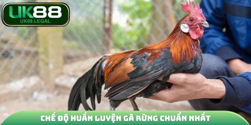 Kỹ Thuật Nuôi Gà Rừng - Cẩm Nang Kiến Từ A - Z Cho Sư Kê 4 Chế độ huấn luyện gà rừng chuẩn nhất