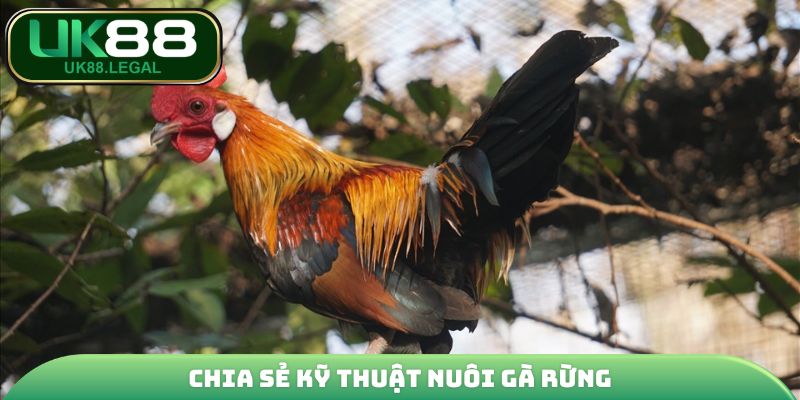 Kỹ Thuật Nuôi Gà Rừng - Cẩm Nang Kiến Từ A - Z Cho Sư Kê 3 Chia sẻ kỹ thuật nuôi gà rừng
