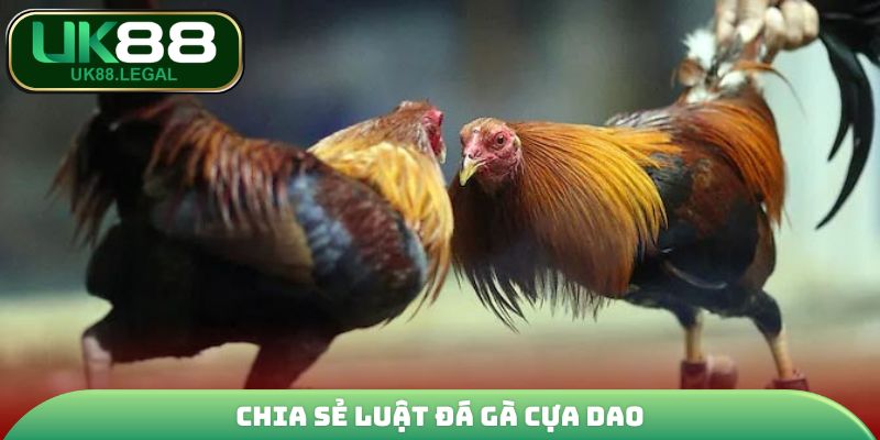 Đá Gà Cựa Dao - Giải Trí Đỉnh Cao, Ăn Thưởng Cực Đã Tại UK88 4 Chia sẻ luật đá gà cựa dao
