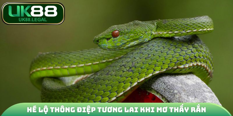 Mơ Thấy Rắn | Thông Điệp Tương Lai Và Con Số Phát Tài 3 Hé lộ thông điệp tương lai khi mơ thấy rắn