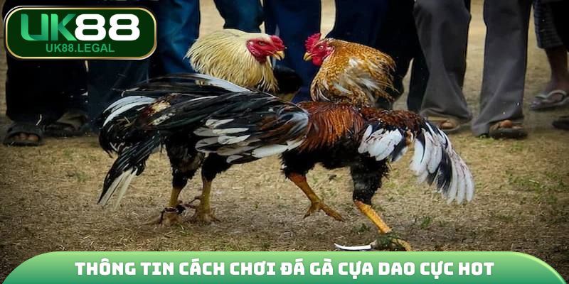 Đá Gà Cựa Dao - Giải Trí Đỉnh Cao, Ăn Thưởng Cực Đã Tại UK88 2 Thông tin cách chơi đá gà cựa dao cực hot