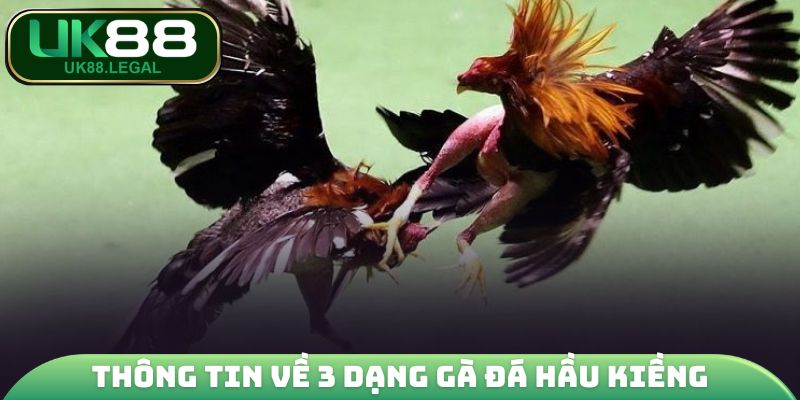 Gà Đá Hầu Kiềng - Khám Phá Bí Kíp Huấn Luyện Chiến Kê 3 Thông tin về 3 dạng gà đá hầu kiềng