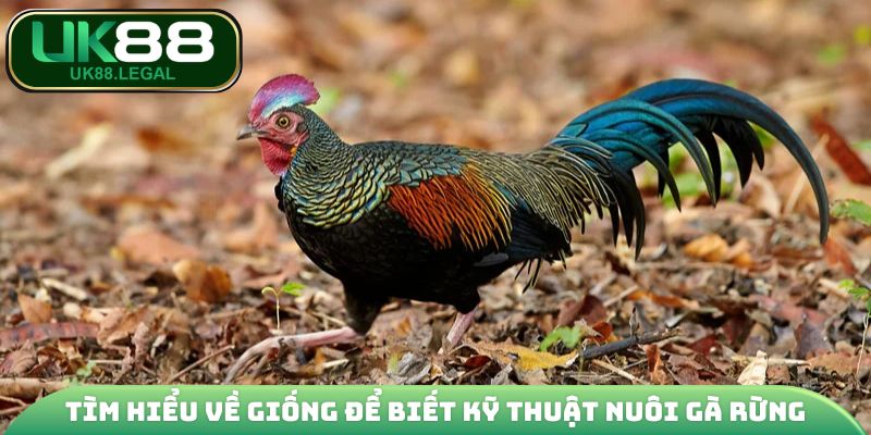 Kỹ Thuật Nuôi Gà Rừng - Cẩm Nang Kiến Từ A - Z Cho Sư Kê 2 Tìm hiểu về giống để biết kỹ thuật nuôi gà rừng