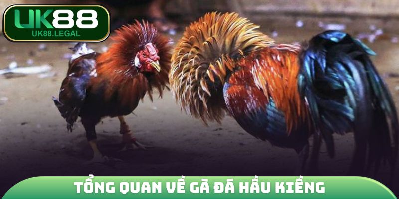 Gà Đá Hầu Kiềng - Khám Phá Bí Kíp Huấn Luyện Chiến Kê 2 Tổng quan về gà đá hầu kiềng
