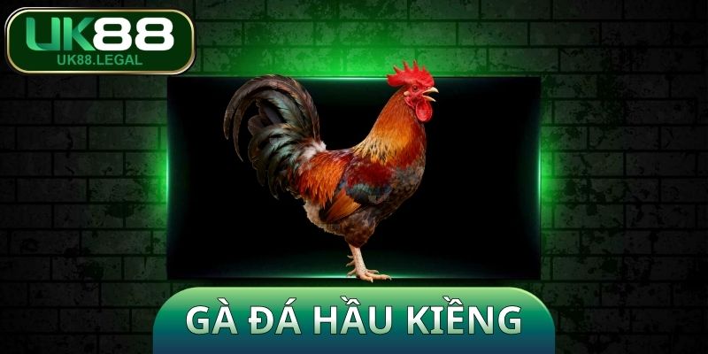 Gà Đá Hầu Kiềng - Khám Phá Bí Kíp Huấn Luyện Chiến Kê 1 Gà Đá Hầu Kiềng